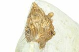 Bargain, Enrolled Spiny Trilobite (Kettneraspis) - Oklahoma #363005-3